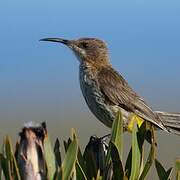 Cape Sugarbird