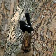 Indian Robin