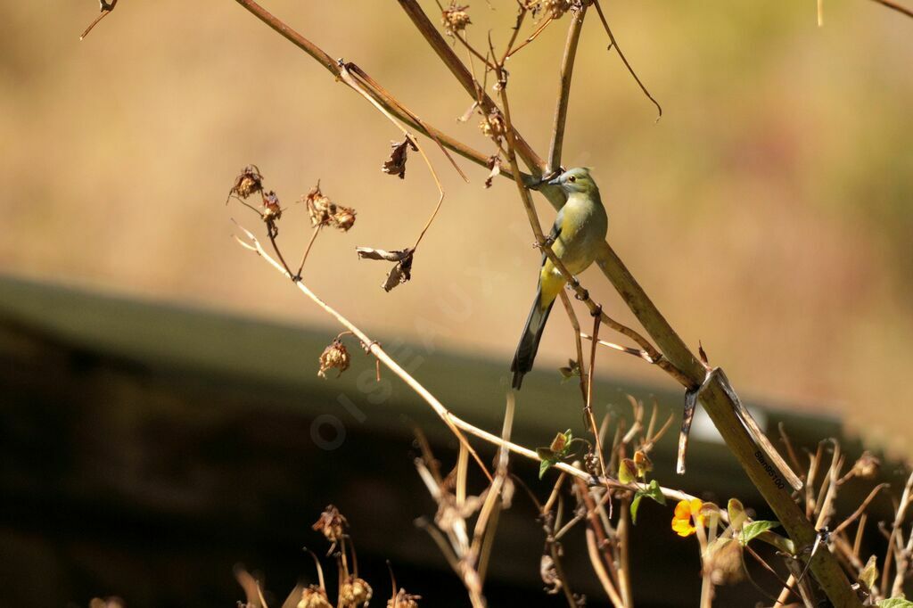 Long-tailed Silky-flycatcheradult