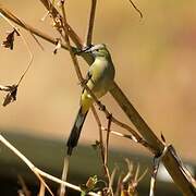 Long-tailed Silky-flycatcher