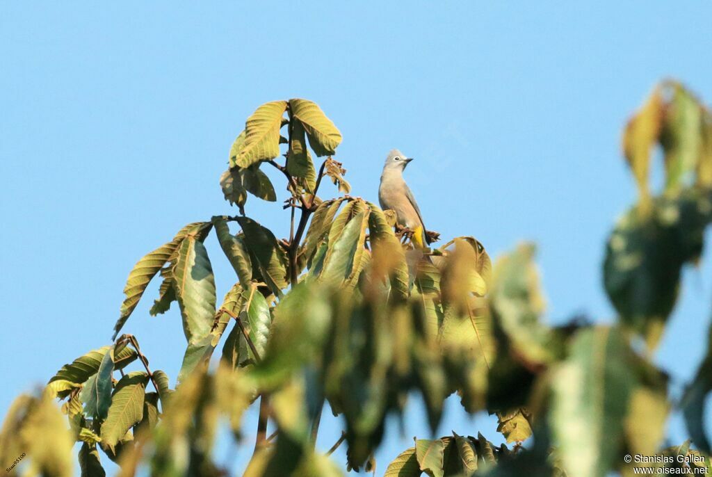 Grey Silky-flycatcher female adult breeding