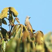 Grey Silky-flycatcher