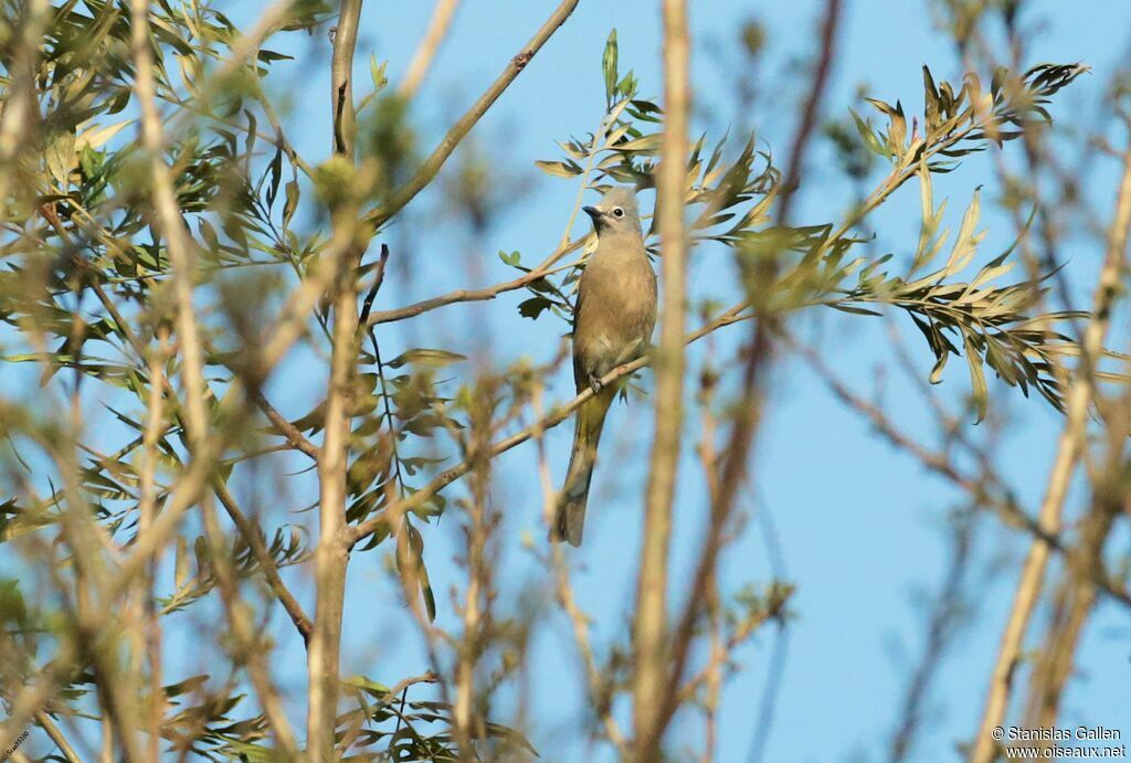 Grey Silky-flycatcher female adult breeding