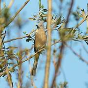 Grey Silky-flycatcher