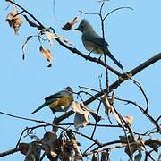 Grey Silky-flycatcher