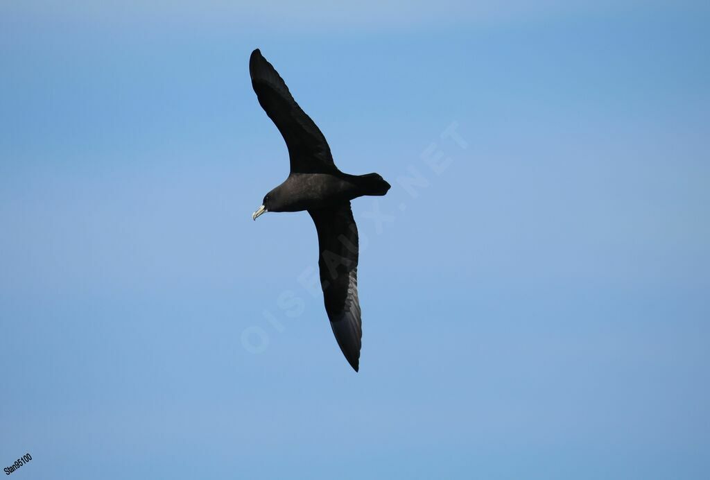 White-chinned Petreladult, Flight