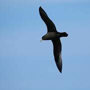 White-chinned Petrel