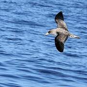 Cory's Shearwater