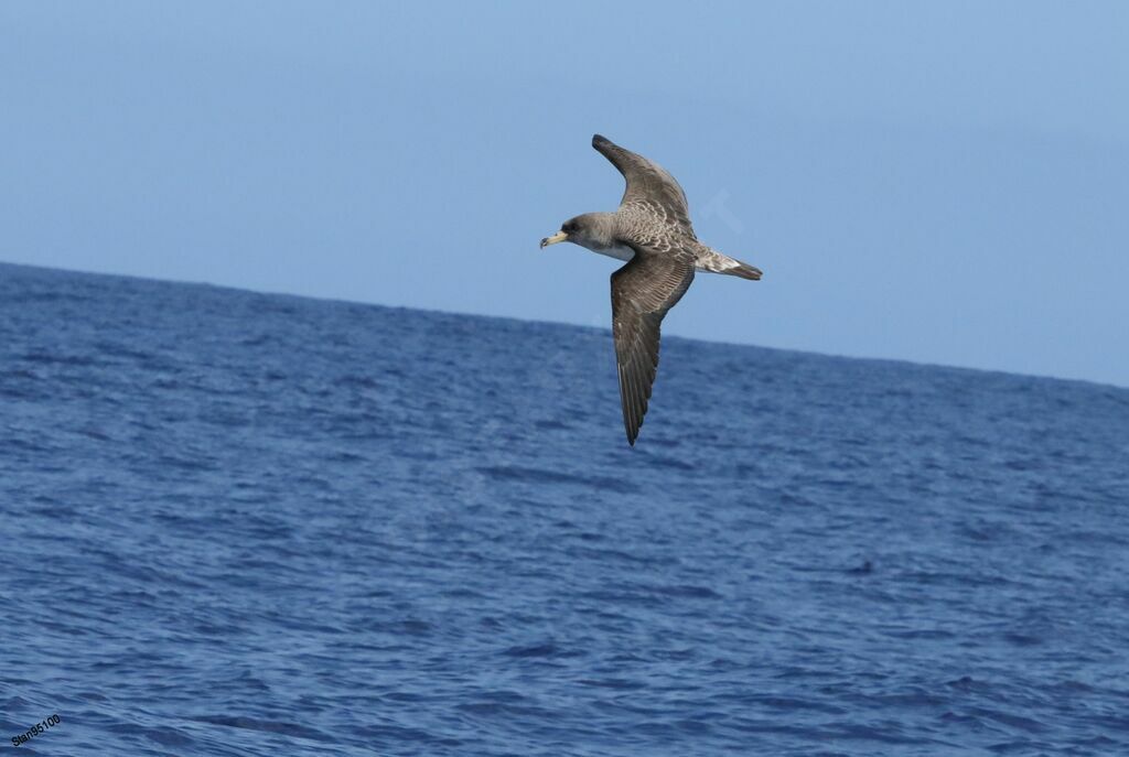 Cory's Shearwateradult, Flight