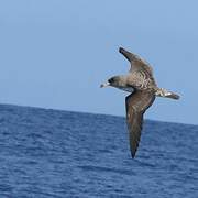 Cory's Shearwater