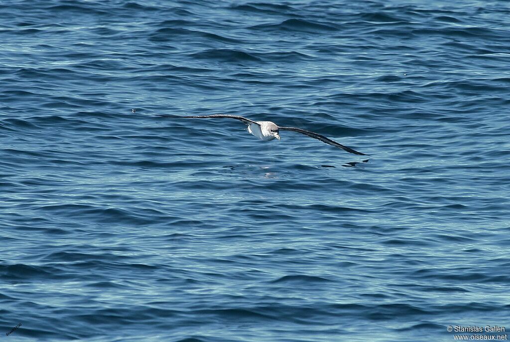 Scopoli's Shearwateradult, Flight