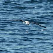 Scopoli's Shearwater