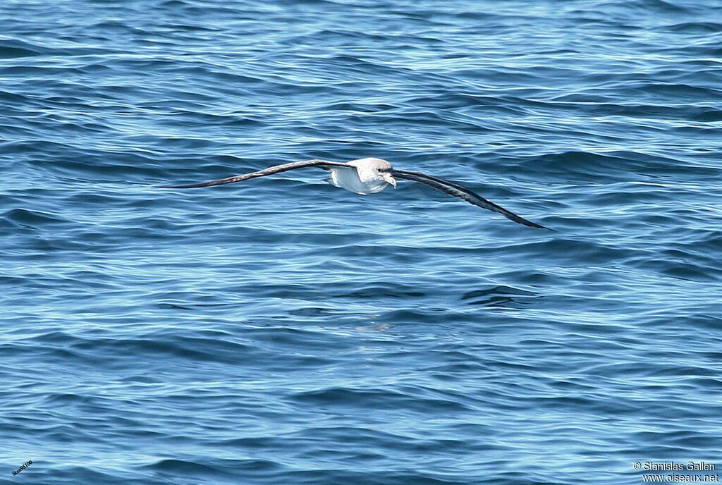 Scopoli's Shearwateradult, Flight