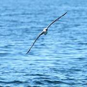 Scopoli's Shearwater