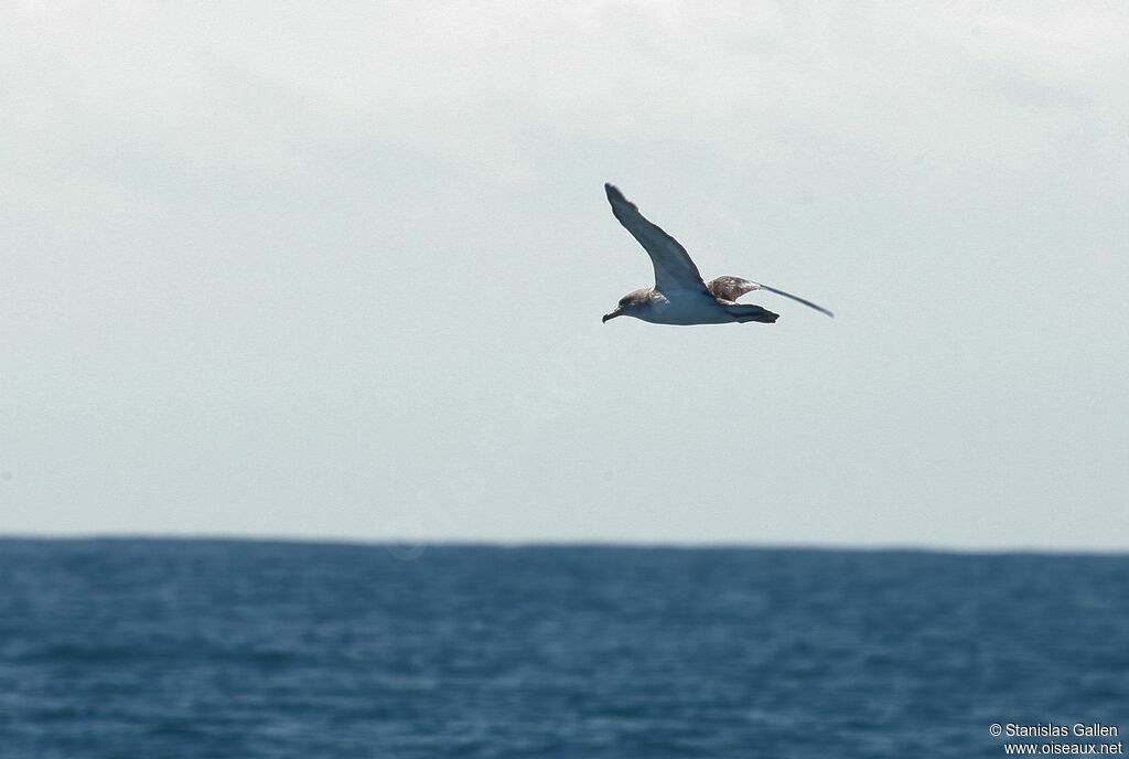 Puffin de Scopoliadulte, Vol