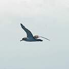 Puffin de Scopoli