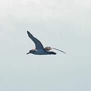 Scopoli's Shearwater