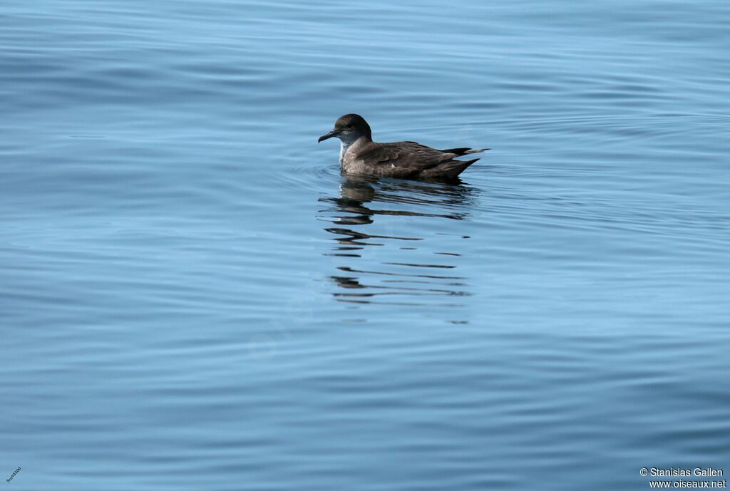 Balearic Shearwateradult, swimming