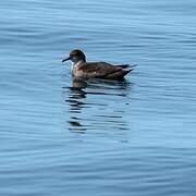 Balearic Shearwater