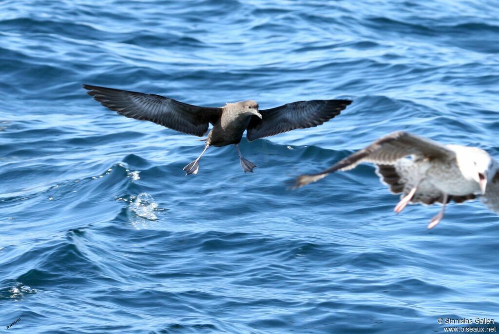 Sooty Shearwateradult, Flight