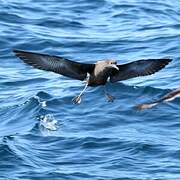 Sooty Shearwater