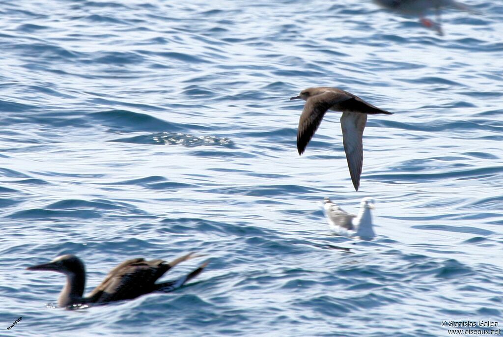 Sooty Shearwater