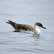 Great Shearwater