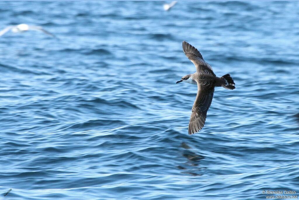 Puffin majeuradulte, Vol