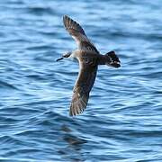 Great Shearwater