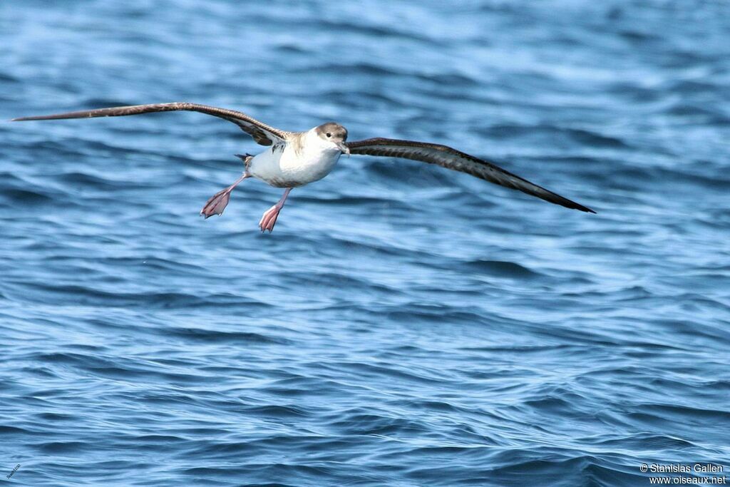 Great Shearwateradult transition, Flight