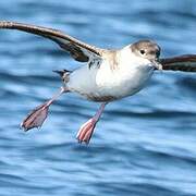 Great Shearwater