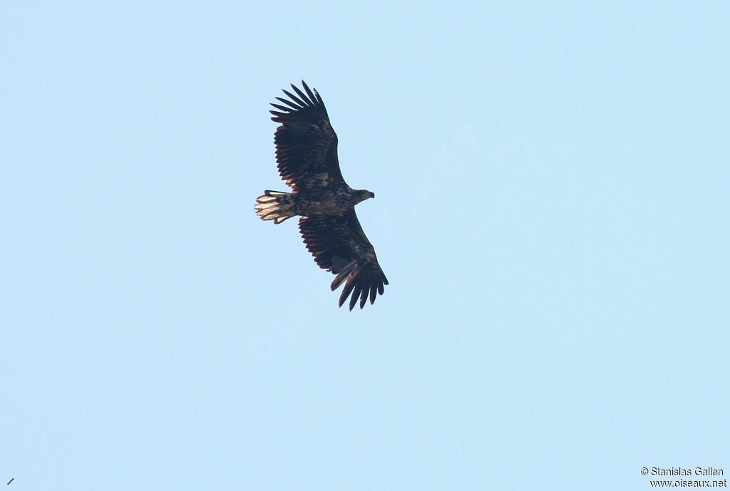 White-tailed Eagle, Flight