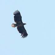 White-tailed Eagle