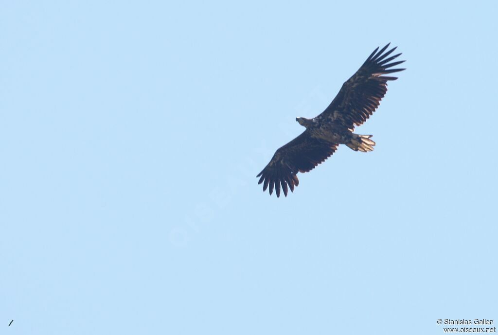 White-tailed Eagle