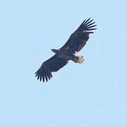 White-tailed Eagle