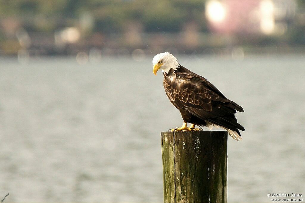 Bald Eagle