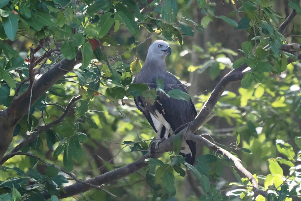 Grey-headed Fish Eagleadult breeding