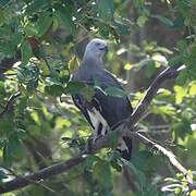 Grey-headed Fish Eagle