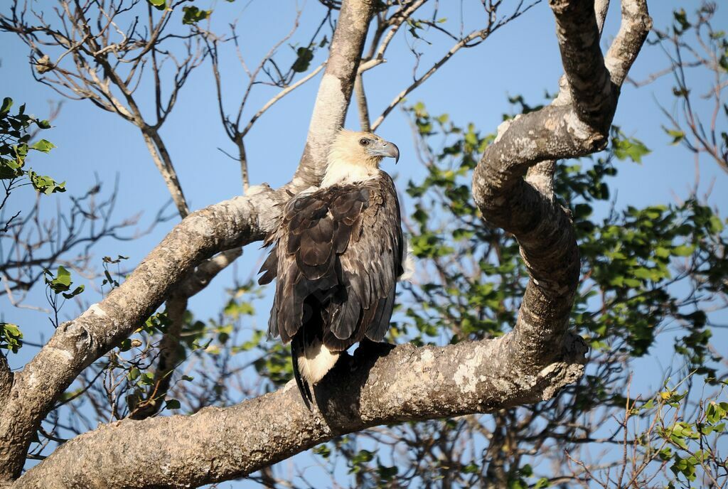 White-bellied Sea Eagleadult transition