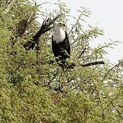 African Fish Eagle