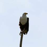 African Fish Eagle