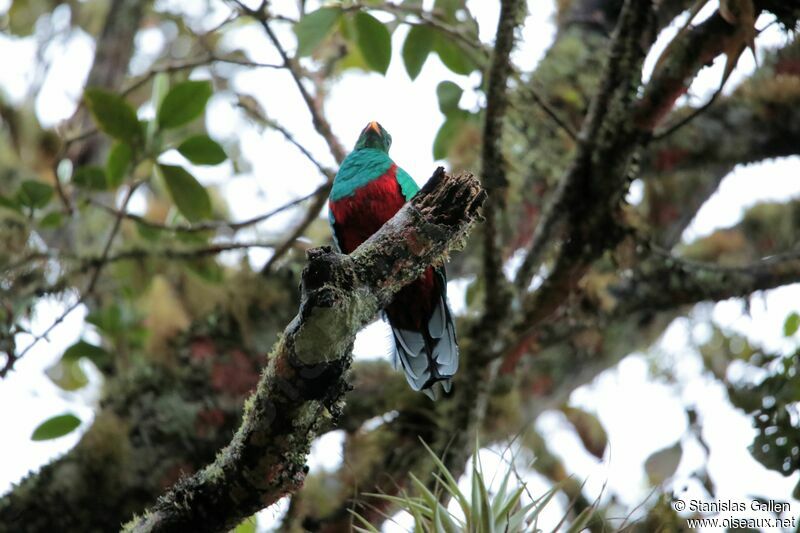 White-tipped Quetzal male adult breeding