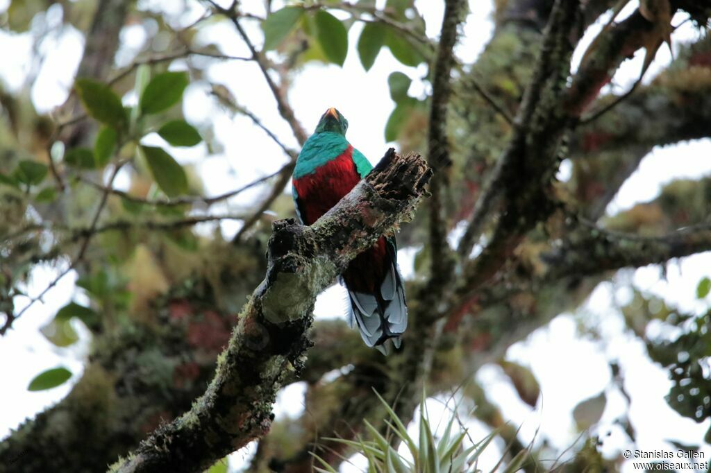 Quetzal brillant mâle adulte nuptial