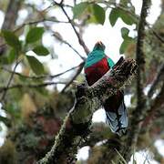 Quetzal brillant