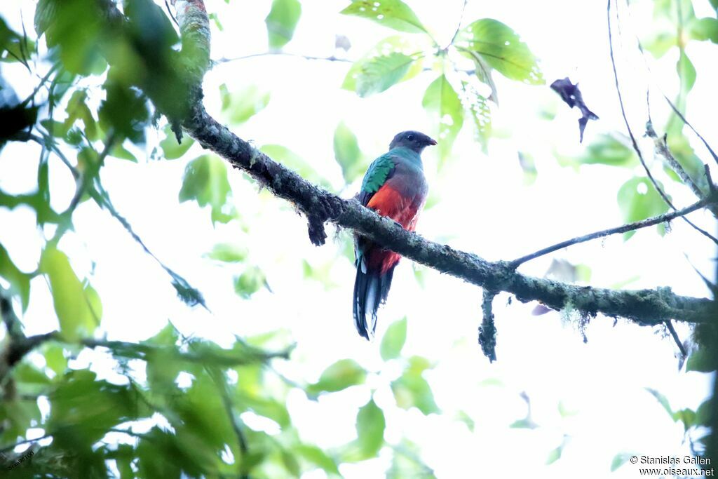 Quetzal brillant femelle adulte nuptial