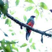 White-tipped Quetzal