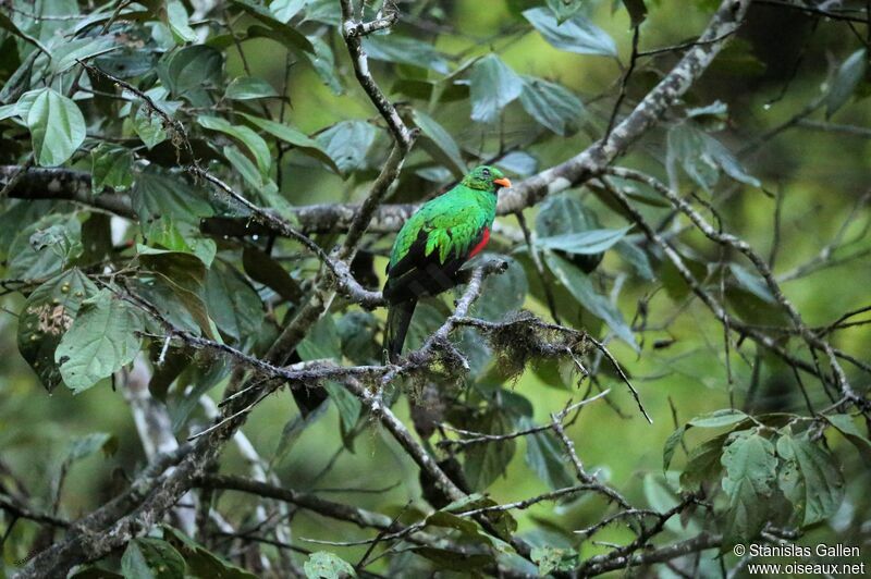Golden-headed Quetzal male adult breeding