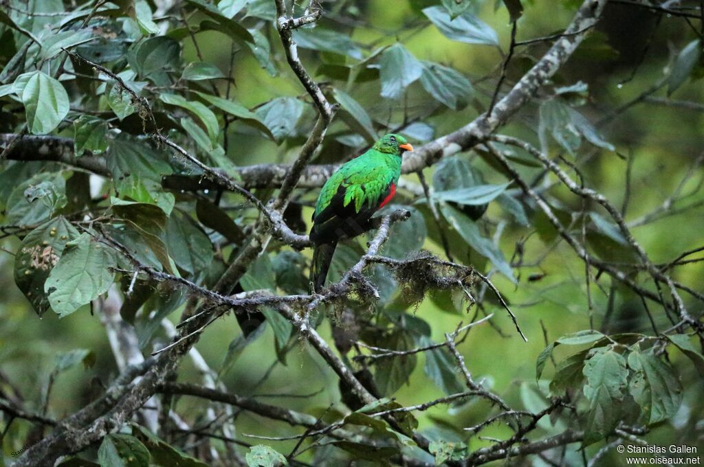 Quetzal doré mâle adulte nuptial