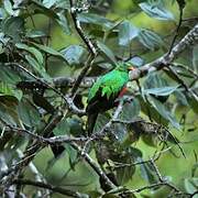 Golden-headed Quetzal