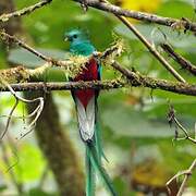 Quetzal resplendissant